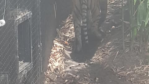 Sumatran Tiger at the Melbourne zoo