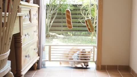 Corgi Can't Jump over Gate