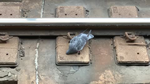 A Funny Pigeon Drinking out of the New York City Subway Track in Brooklyn