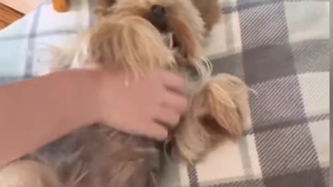 Yorkie puppy love when owner love him like this way