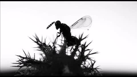 Beyond Midnight: Insect Man (also known as "Insects")