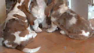 Basset Hound Pups Try to Take Towel from Owner