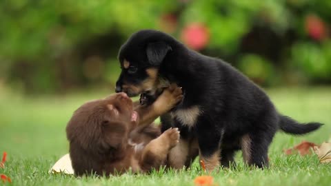 Cute puppy funny videos - dogs playing videos - funny puppy videos #dogs #dogplaying #hahahaha