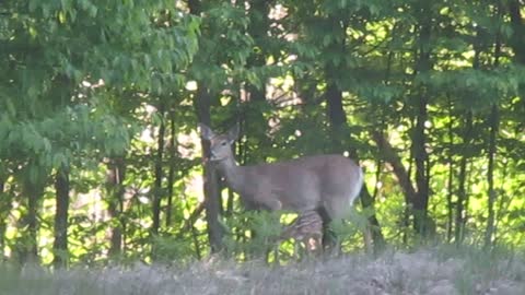 Newborn Fawn #2