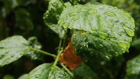 Nature Rain🧡❤️