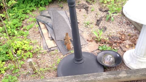Squirrel stealing nuts from bird feeder