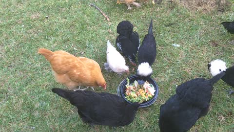 Chickens have taco salad feast