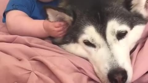 Husky & Baby Becoming Best Friends! #shorts​