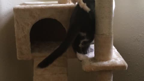 Our New Rescue Cat Checks Out Her New Tower