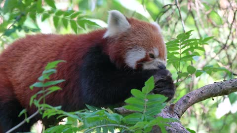 Red Panda Little Panda Bear Cat Mammal Cat-Bear