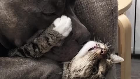 Kitty Clings to Dog Like a Face Mask