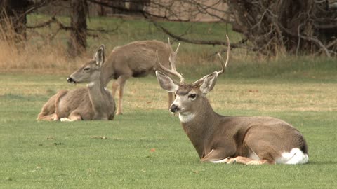 A Family Of White Tailed Mule Deer