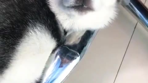 Husky, What sound is that???