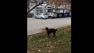 Dog carrying tree branch can't contain his excitement