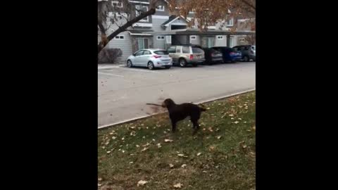 Dog carrying tree branch can't contain his excitement