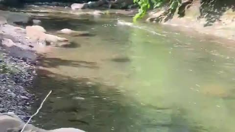 The speed of this merganser running on water