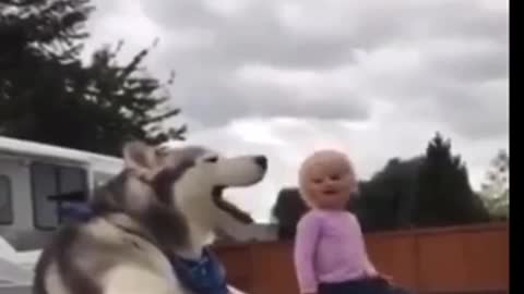 Alaskan Husky dog howling in harmony with screaming little girl.