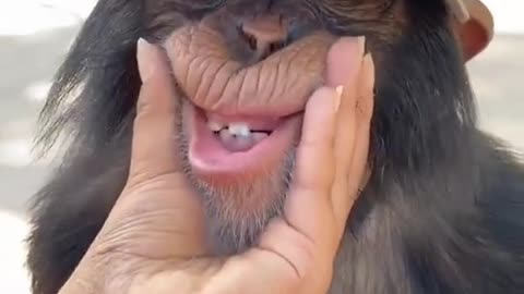 Person playing with monkey 🐒mouth