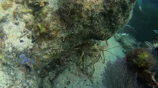 Freedive at Dusk in Bermuda