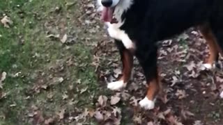 Black dog outside catching green ball in slo mo