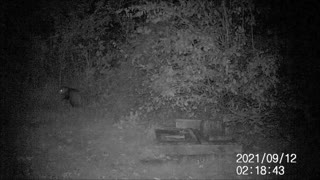 Backyard Trail Cam - Possum