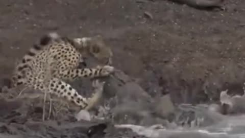 Crocodile attacks African cheetah