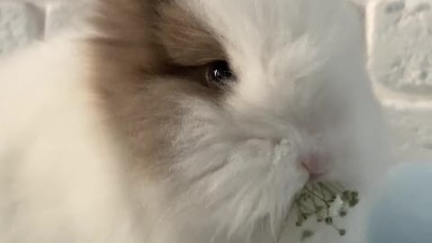 Funny Baby Bunny Rabbit Videos #2 - Cute Rabbits Compilation 2022