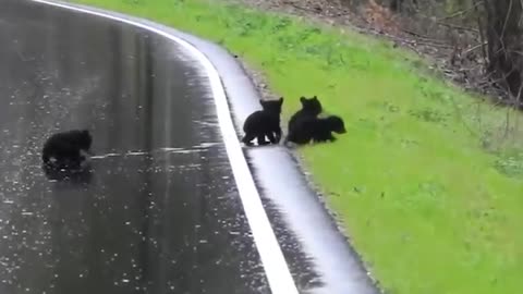 Mama Bear Helps Cubs Cross The Street