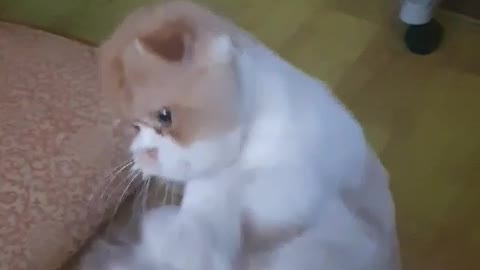 Cat playing with butler