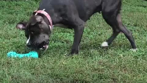 Pittie Rescued From A Chain LOVES Stuffed Animals