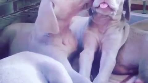 Dogs keep licking each other to prove that they like each other