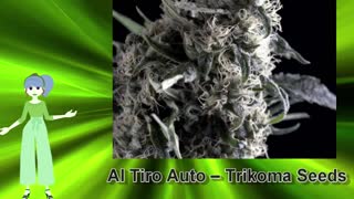 Al Tiro Auto – Trikoma Seeds