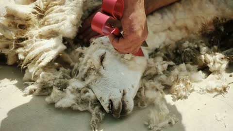 A man is cutting a sheep. Extracts fleece. For the spinning wheel