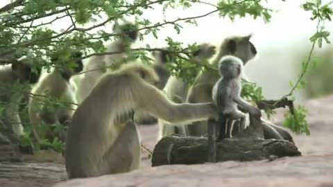 Langur monkeys grieve over fake monkey | Spy in the Wild - BBC