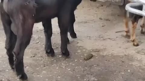 Male goat is very angry.