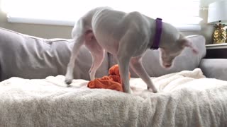 White dog on white couch playing with orange toy