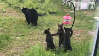 Mama Bear and Cubs Investigate Bird Feeder