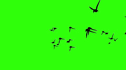 flock of birds flying on green screen video keying