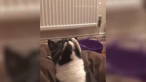 Proof That Cats Are The Most Dramatic Animals