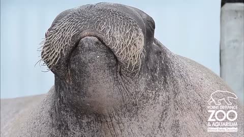 E.T.the Walrus practices his vocalizations at Point Defiance Zoo & Aquarium