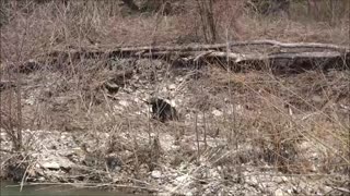 Hunting with field spaniel