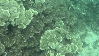 Snorkeling Adventures Philippines. Cool a Puffer Fish and new coral is growing!!