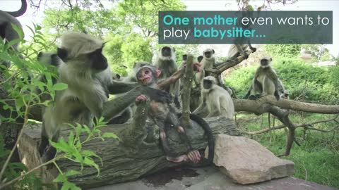 Monkey Troop Mourns the Death of Baby Together | BBC Earth