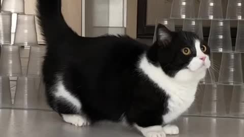 Funny cat, the cat can do it better