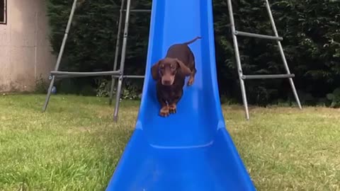 Jacob & Bruno going down the slide
