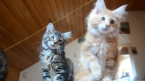 Pair of kittens adorably play together