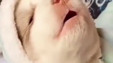 Singing husky