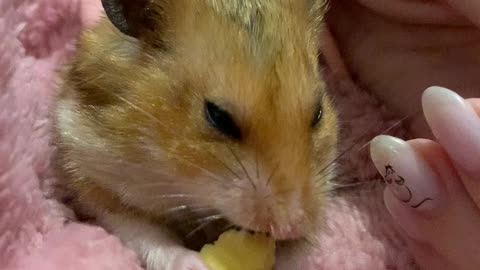 Cute Syrian Hamster is Eating