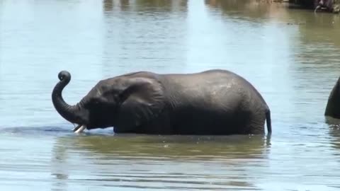 Addo national park animal