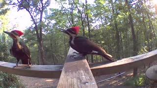 Feeding baby pileated woodpecker